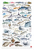 Framed limited edition 15 years of fish 41 x 29  framed print