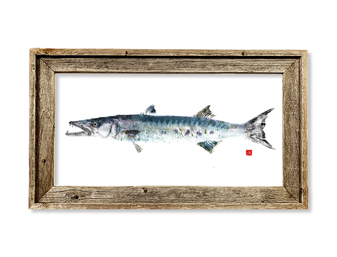 Framed barracuda  26 x 15 framed print