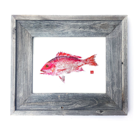 16 x 13 Framed snapper