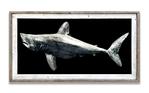 Framed Porbeagle Shark  41 x 22  framed print