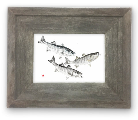 Small Framed  Three Striped Bass