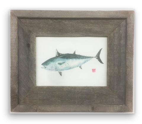 Small Framed False Albacore
