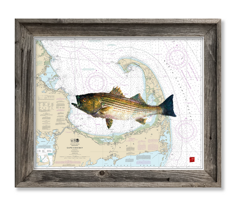 Cape Cod bay with Striped Bass