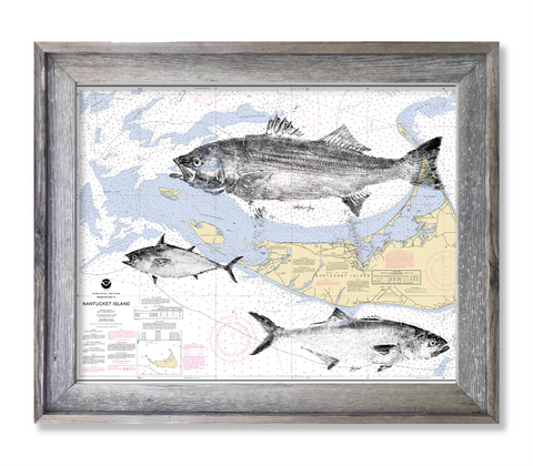 Nantucket with Striper, albie and bluefish