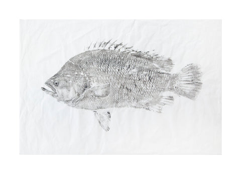 Tripletail  Original Print - unframed