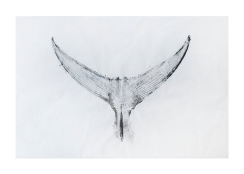 Tuna Tail Original Print - Unframed