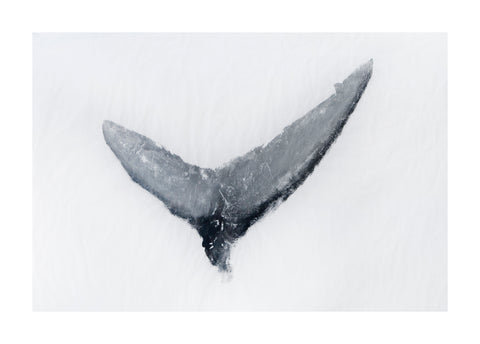 Tail Original Print - Unframed
