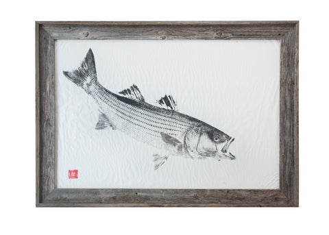 Striped Bass Original Print - Framed