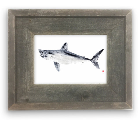 Small Framed Porbeagle Shark