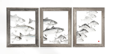 Framed bass school chasing scup triptych