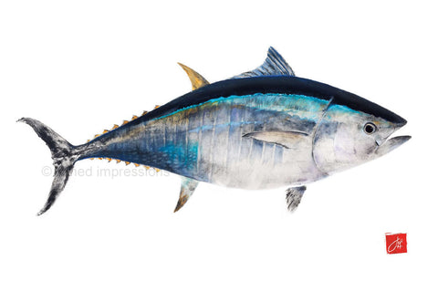 17 x 22 signed Bluefin Tuna Gyotaku Archival Print