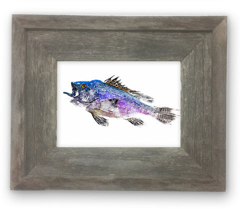 Small Framed Black Sea Bass