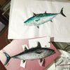 False Albacore