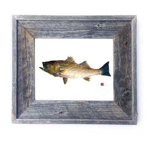 16 x 13 Framed Striped Bass