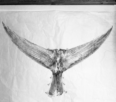 Large black teal bluefin tuna tail - Original  Print