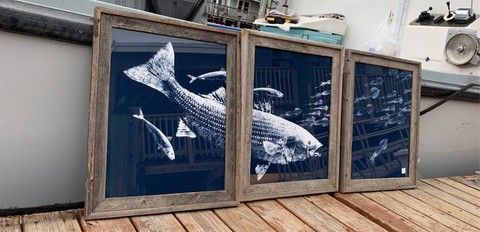 Framed Striper chasing squid and macstriptych