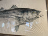 Striped bass  framed print  44 x 28- Original  Print