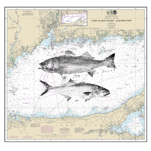 Long island sound with striper and blue fish