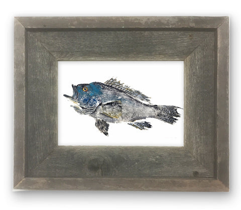 Small Framed Male Black Sea Bass