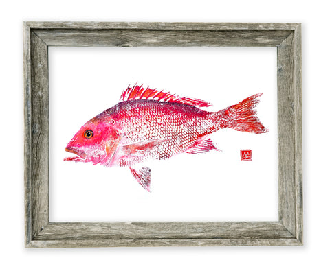 26 x 22 framed Red Snapper
