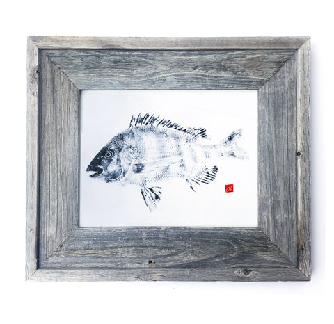 16 x 13 Framed Sheephead