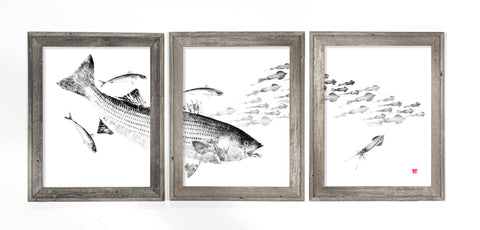 Framed Striped bass Chasing Macs triptych