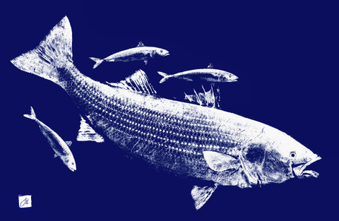 White on blue Striped Bass and Macs  placemat