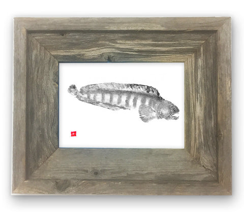 Small Framed Wolffish