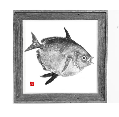 30 X 30 Framed Opah