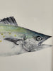 Spanish mackeral original