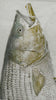 Striped bass commercial fish original