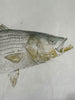 Striped bass commercial fish original