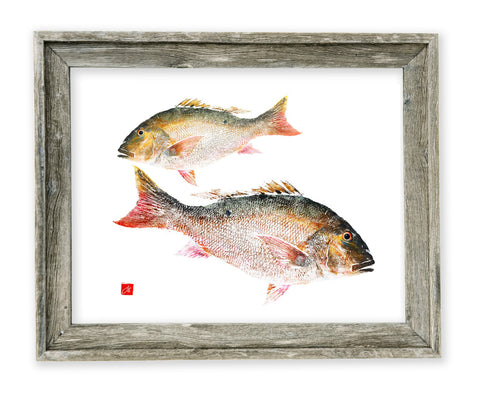 26 x 22 framed mutton snappers