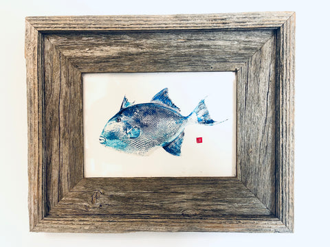 Small Framed Triggerfish