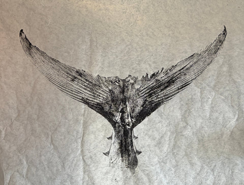 40 x 28 original tuna tail