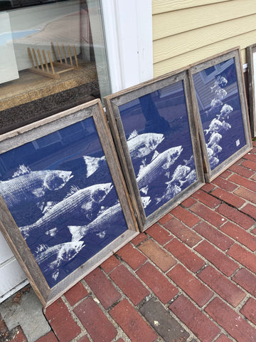 Framed bass school chasing scup triptych on blue