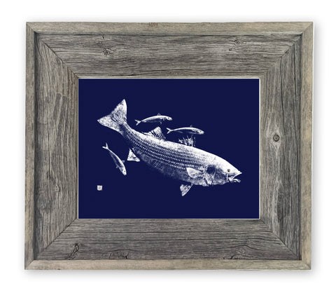 16 x 13 Framed Striped Bass and Macs blue