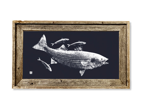 Framed white on dark blue striped bass and mackerel  26 x 15 framed print