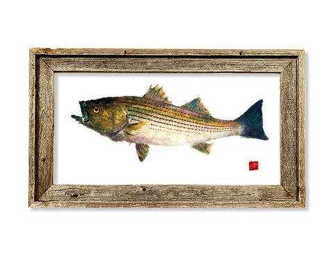 Framed striped bass with color  26 x 15 framed print