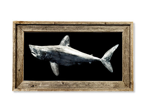 Framed Porbeagle Shark  26 x 16 framed print