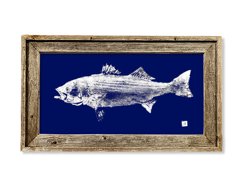 Framed white on blue Striped Bass  26 x 16 framed print