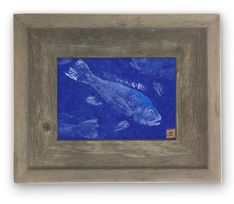 Small Framed Black Sea Bass on Blue Background