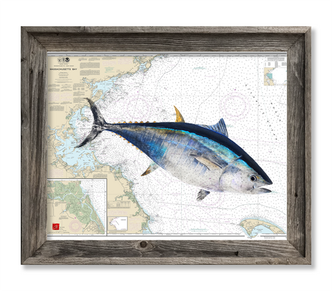 Massachusetts Bay with colored BlueFin Tuna