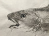 Unframed atlantic cod gyotaku