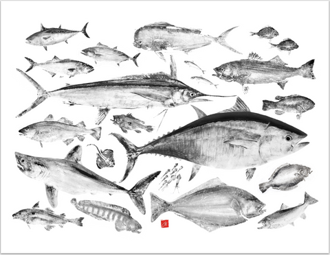 17 x 22  Fish of the North Atlantic Archival Print