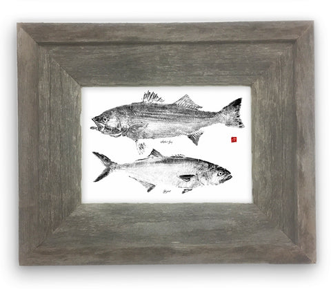 Small Framed Striped Bass and Bluefish