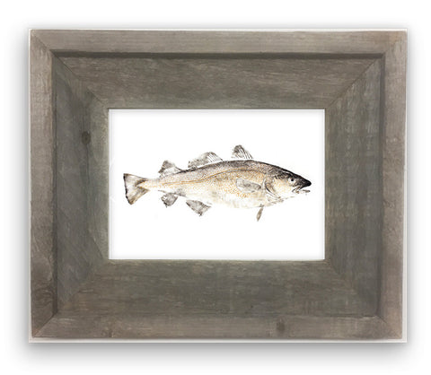 Small Framed Codfish color