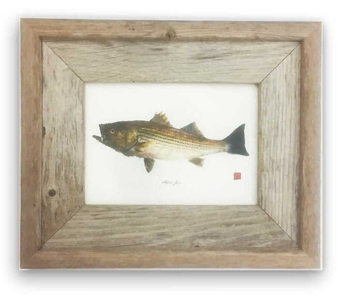 Small Framed Striped Bass with color – fishedimpressions