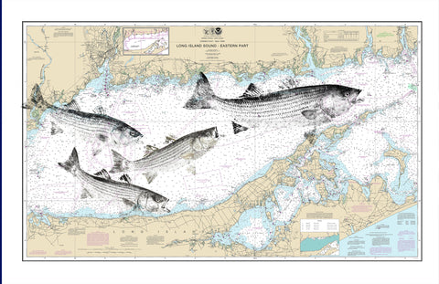 Long island sound  with striped bass