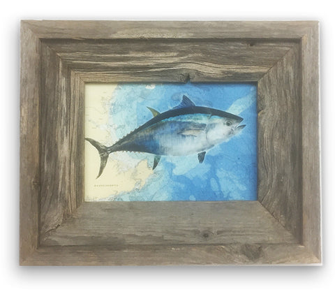 Small Framed Bluefin Tuna On Bathymetric chart Of Gloucester and Ipswich Bay